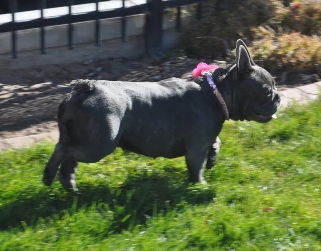 brindle french bulldog