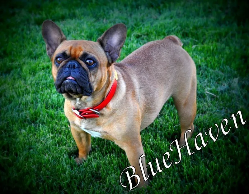 french bulldog brindle