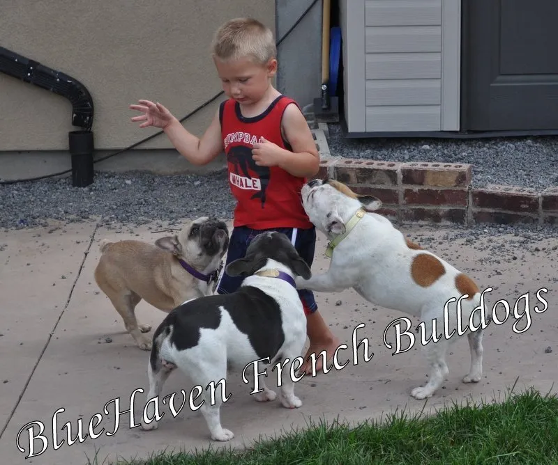 frenchie puppies for sale near me