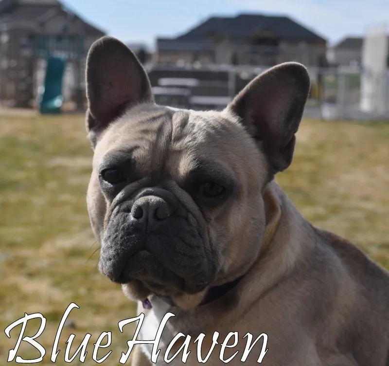 lilac fawn french bulldog