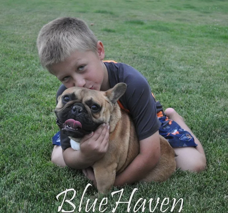 sable french bulldog