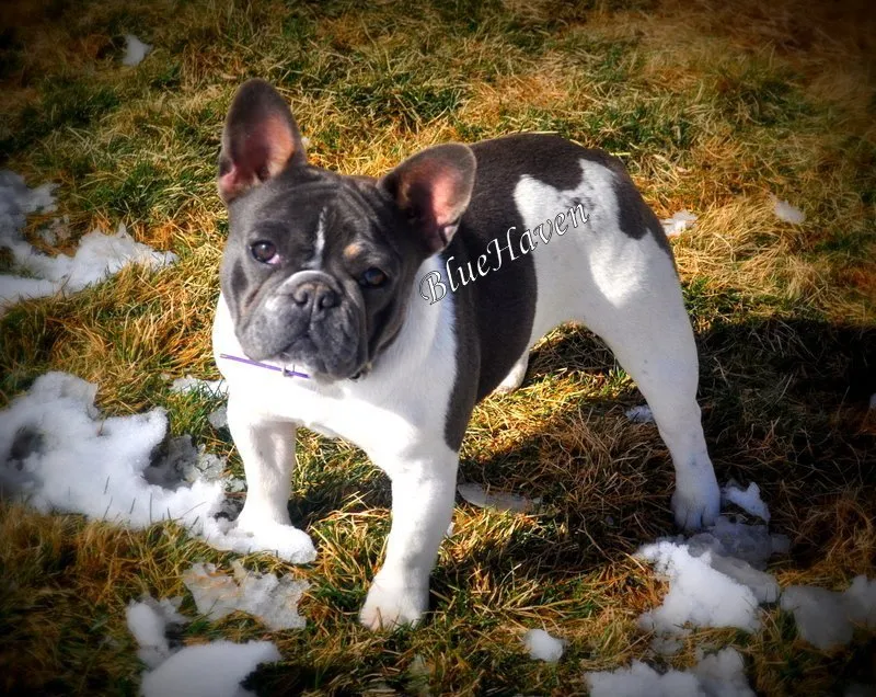 tan french bulldog