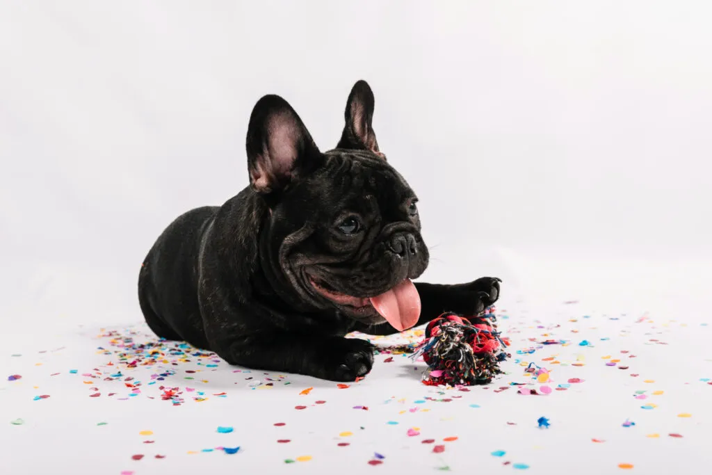 French Bulldog personality traits