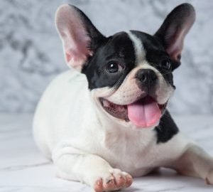 spaying a french bulldog