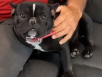 Haleigh (pure black)